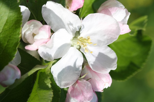 Apple tree blooms in spring