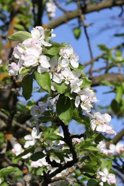 Apple tree blooms in spring