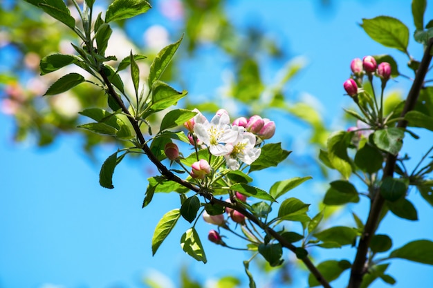 Apple tree blossom, selective focus