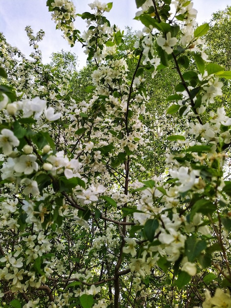 Apple tree blossom with white flowers