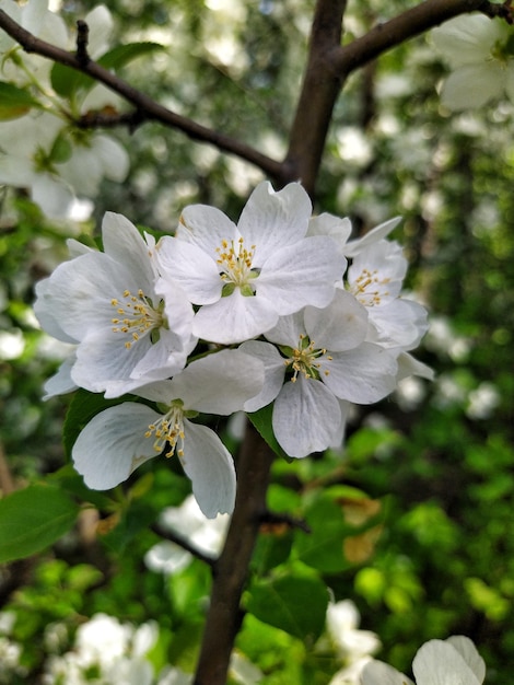 Цветение яблони белыми цветами