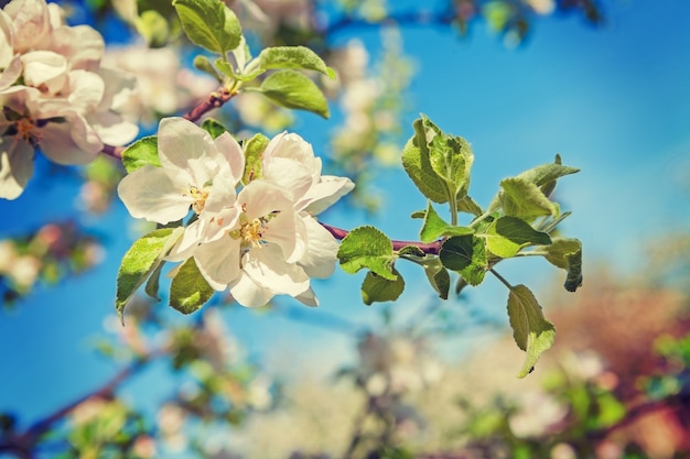 リンゴの木の花