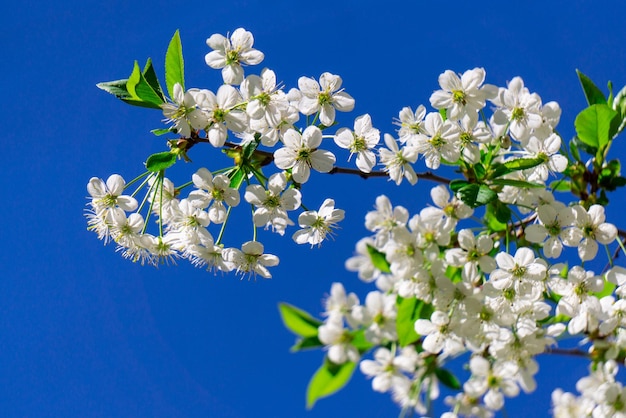 An apple tree in blossom