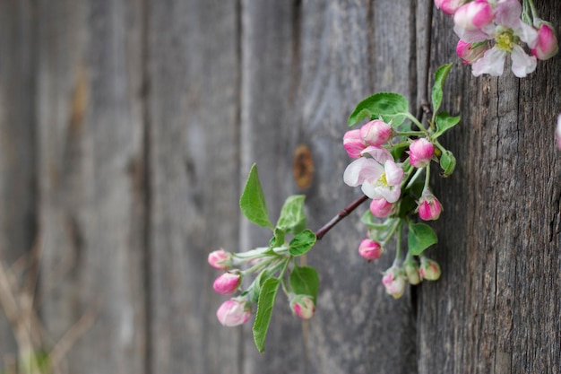 apple tree blossoming branch on wooden background in spring garden