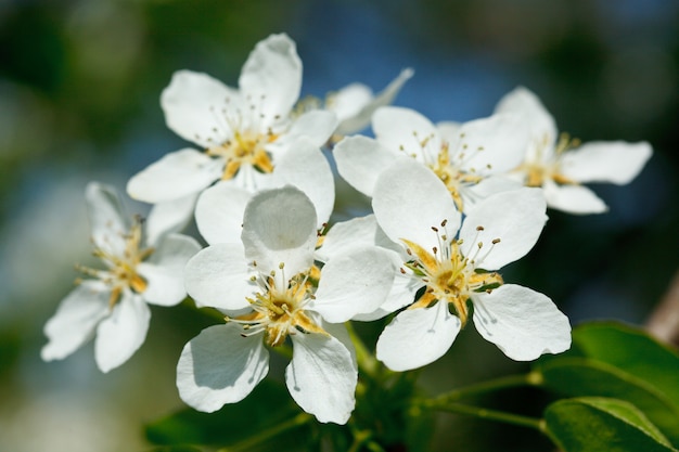 リンゴの木の花を開花