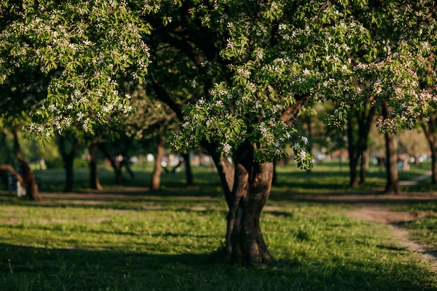 Apple tree blossoming in the springtime