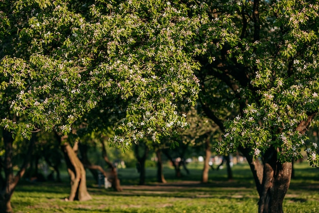 Apple tree blossoming in the springtime