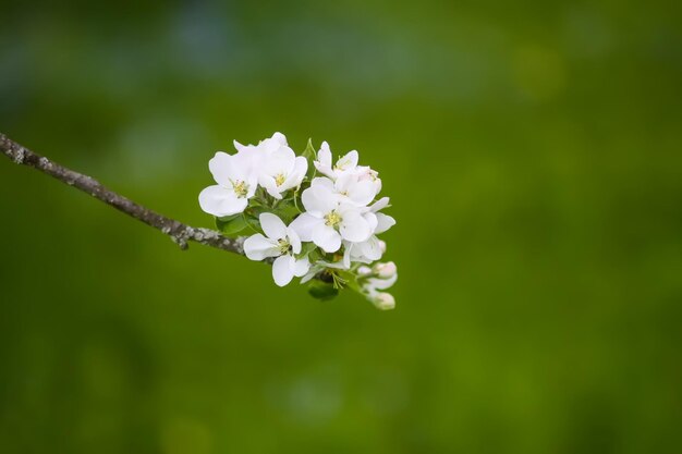 Apple tree blossoms in spring