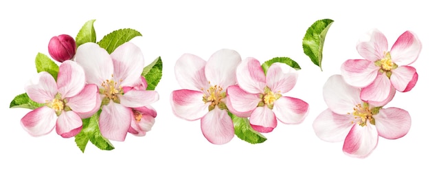 Apple tree blossoms with green leaves isolated on white background. Spring flowers set