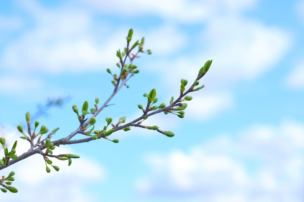 Apple tree branch against the blue sky