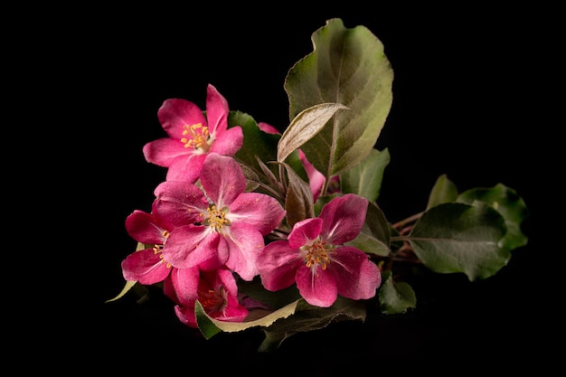 An apple tree branch blooming with pink flowers on a black background