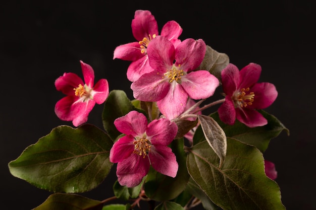 An apple tree branch blooming with pink flowers on a black background