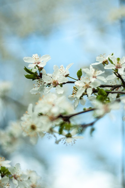 사과 나무 가지 체리 살구 새싹이 봄에 피기 시작합니다 식물 꽃 자연이 살아납니다
