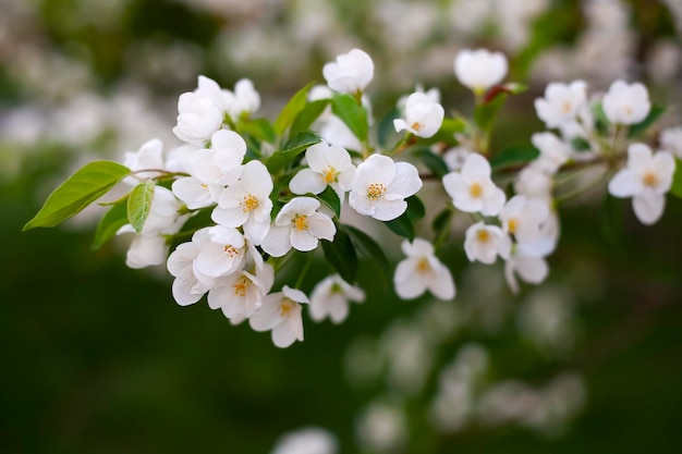 花のリンゴの木の枝をクローズ アップ