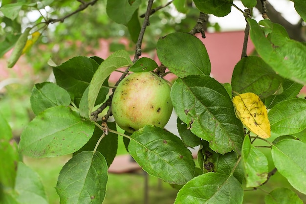 Apple tree branch Green apple on branch Background