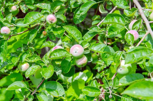 リンゴの木 庭の木に熟した赤いリンゴの枝