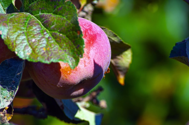 Apple tree Branch of ripe red apples on a tree in a garden