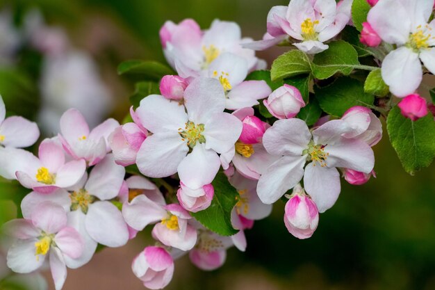 繊細なピンクの花とリンゴの木の枝