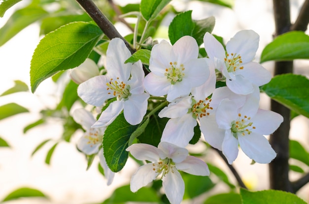 Apple tree branch with delicate white flowers