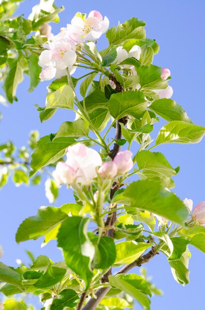 Photo apple tree branch with delicate white-pink flowers. studio photo.