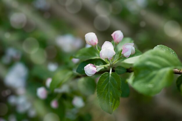 Apple tree branch with flowers Spring flower background