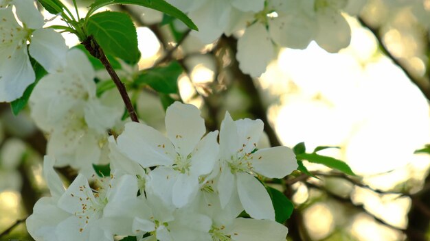 Apple tree branch with flowers at sunset.