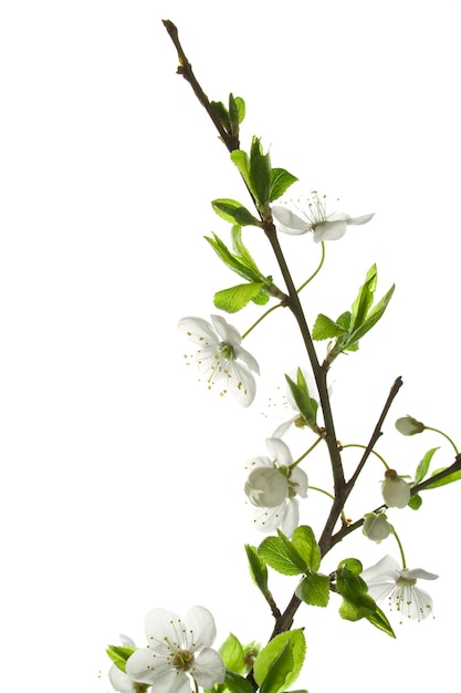 Apple tree branch with flowers