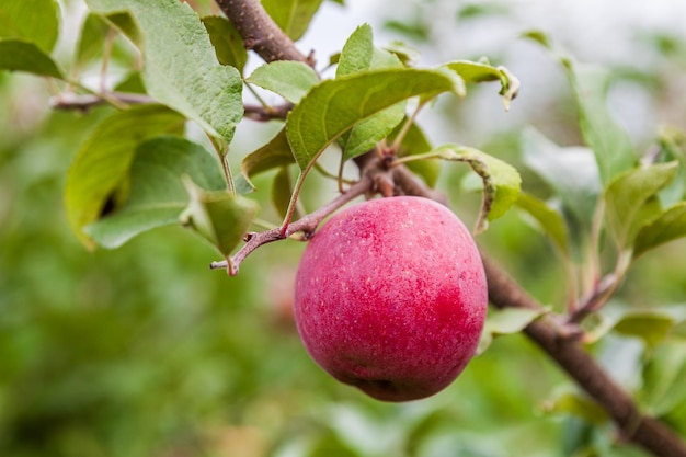 Apple on a tree branch with leaves in farm or orchard