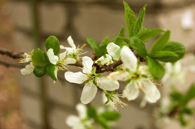 Apple tree branch with white flowers and green leaves