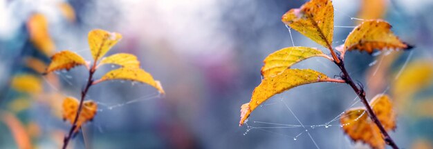 庭に黄色い紅葉とリンゴの木の枝