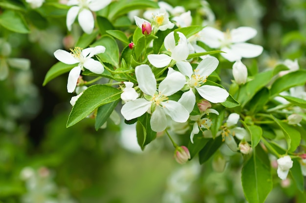 Apple tree flower blossoming at spring time floral background