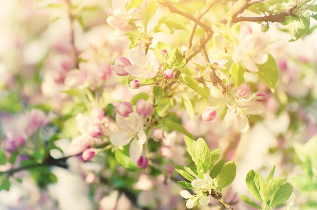 봄철에 꽃이 만발한 사과나무 꽃, 햇살 가득한 빈티지 자연 배경