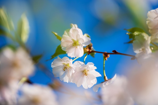 春に開花するリンゴの木の花、花の日当たりの良いヴィンテージ自然な背景