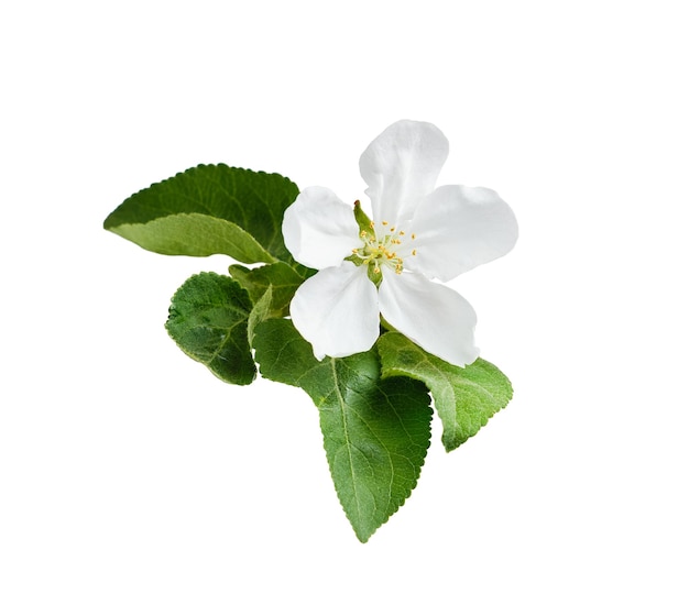 白い背景で隔離の緑の葉とリンゴの木の花