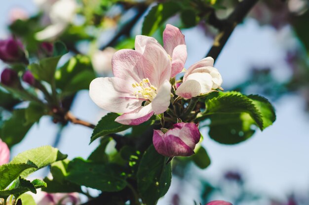 Apple tree flower