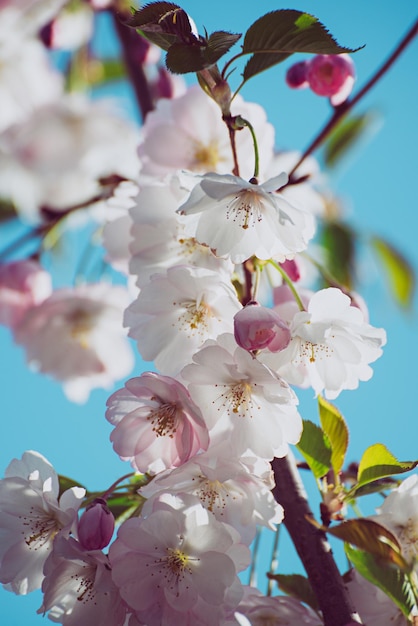 Apple tree flower