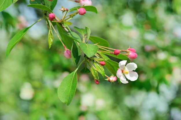 Apple tree flower