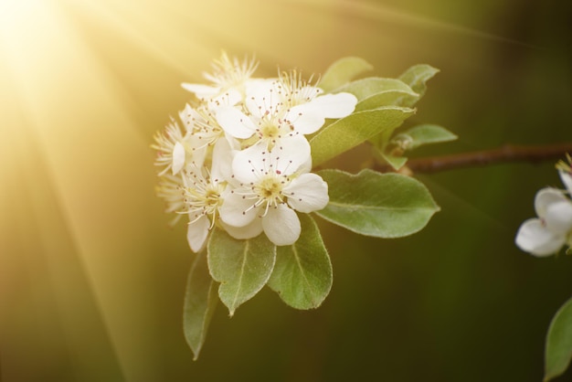 リンゴの木の花