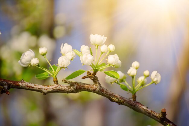 リンゴの木の花