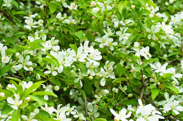 Apple tree flower