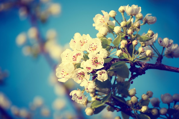 Apple tree flower