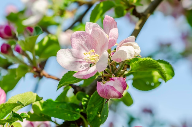 Apple tree flower