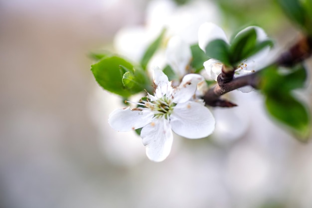 Apple tree flowering in spring