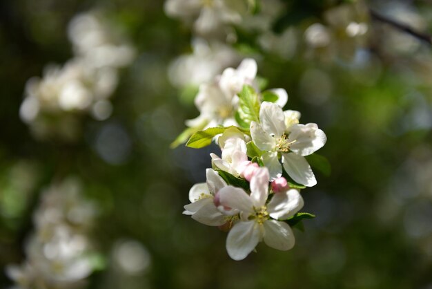 Apple tree flowers blooming in the middle of the spring season