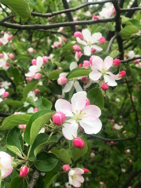 Apple Tree Flowers Blossom