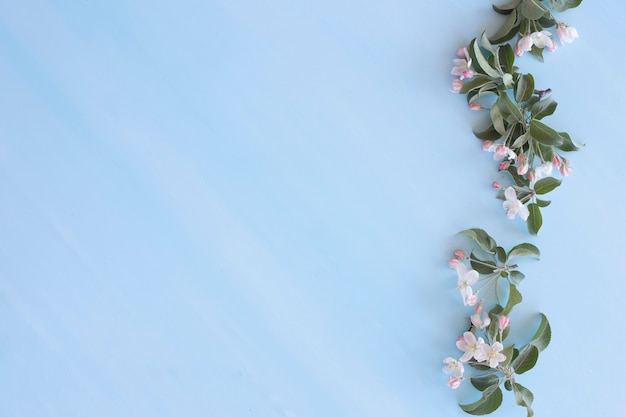 Apple tree flowers on a light blue background, copy space