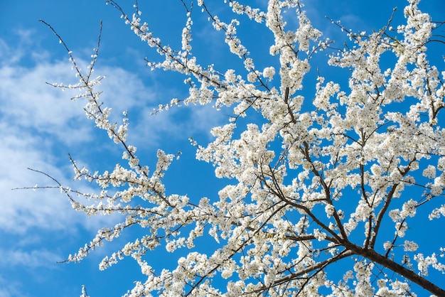 リンゴの木は、青い空を背景に白い花を咲かせます