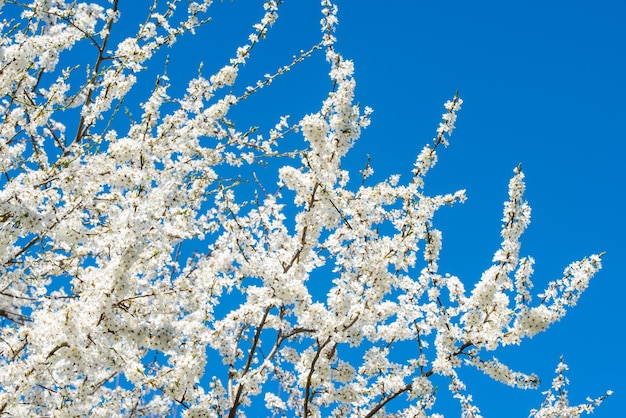 リンゴの木は、青い空を背景に白い花を咲かせます