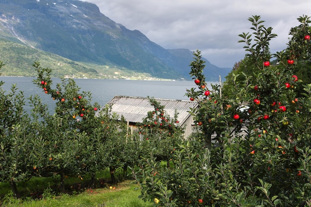 前景のリンゴの木と遠くの山々、ノルウェー