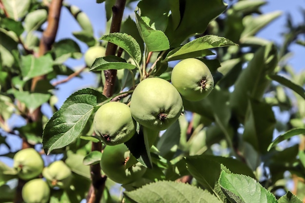 Apple tree Green apples on the tree